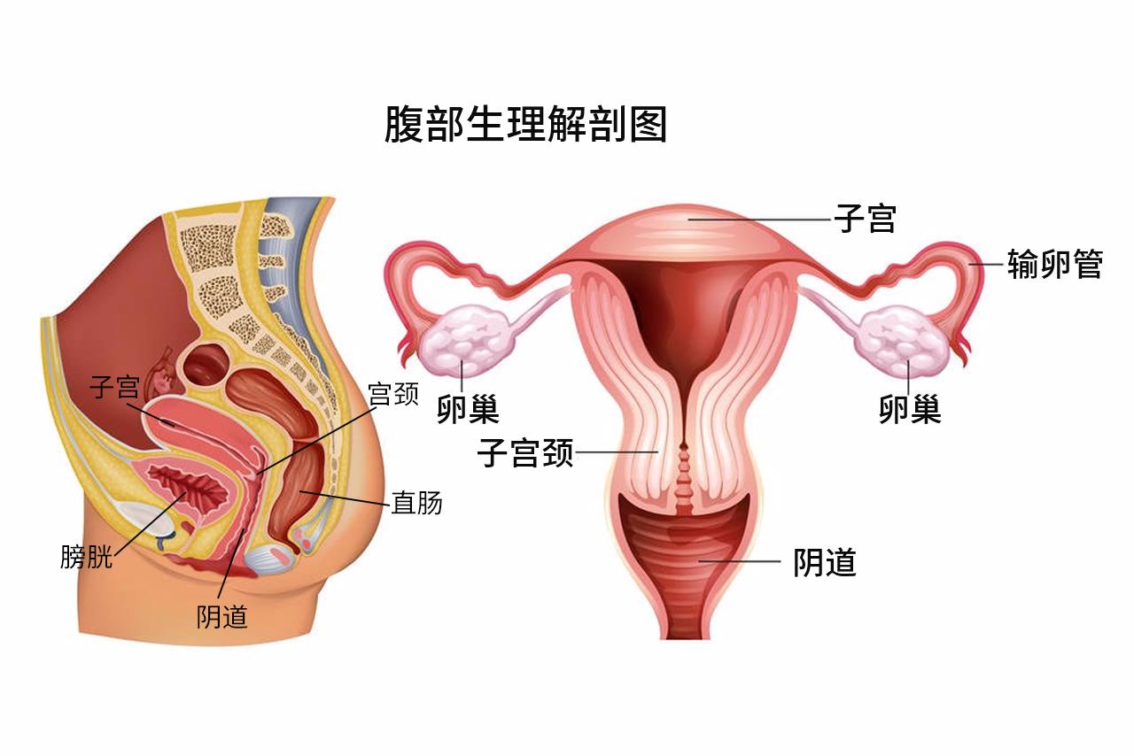 腹部生理解剖图解（腹部生理解剖图解大全）