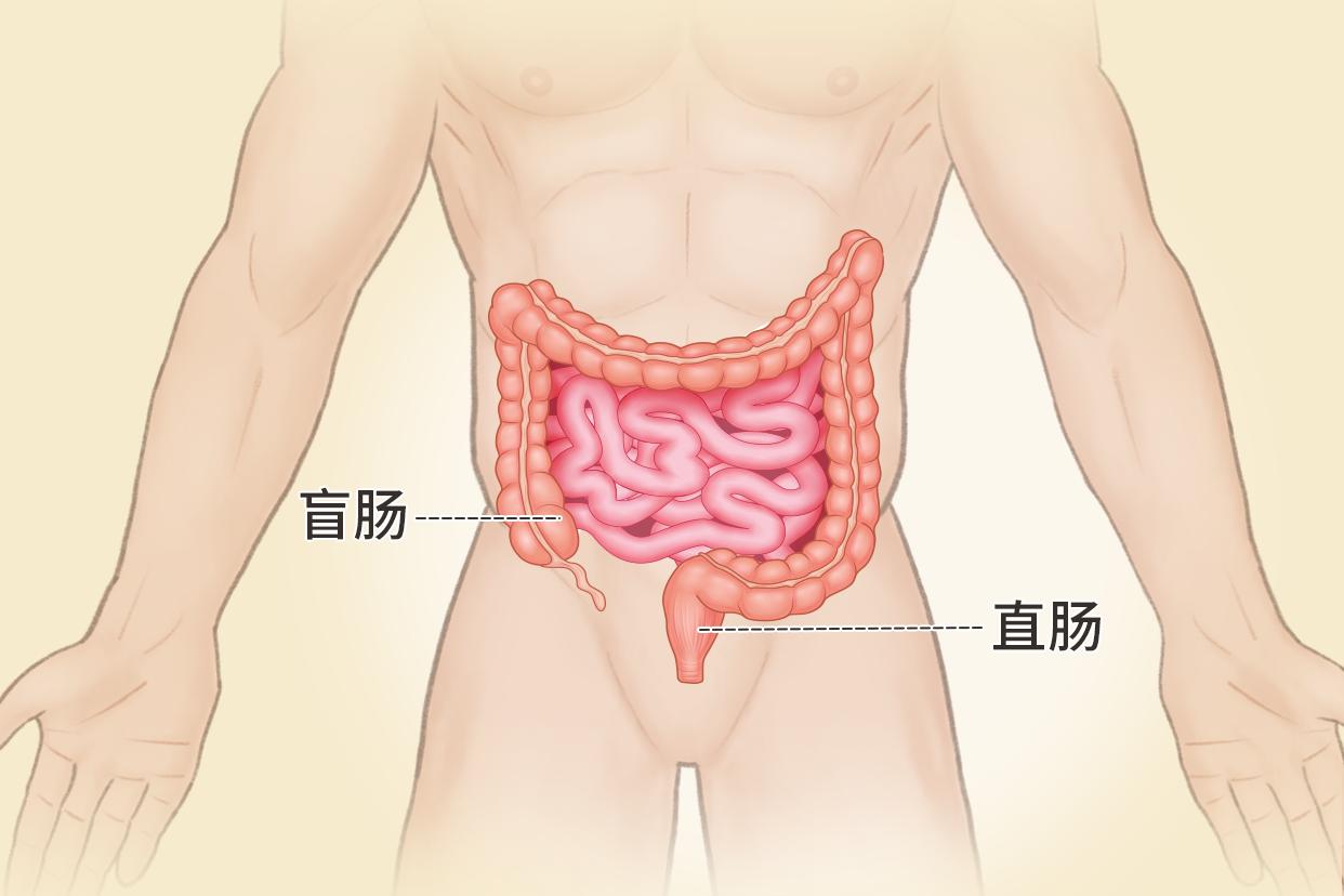直肠盲肠位置图片 直肠盲肠位置图片大全