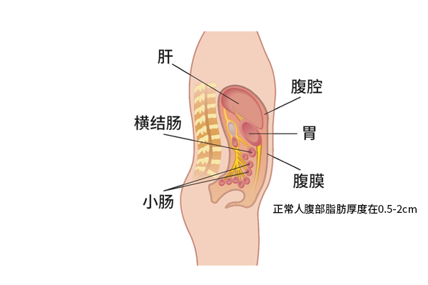 正常人腹部脂肪厚度图（正常人腹部脂肪厚度图表）