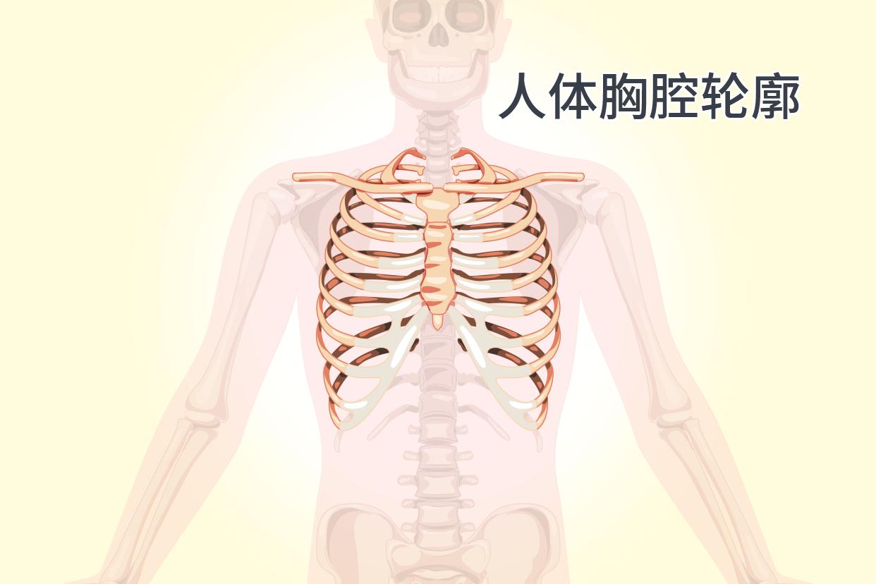 人体胸腔轮廓尺寸图（人体胸腔轮廓尺寸图）