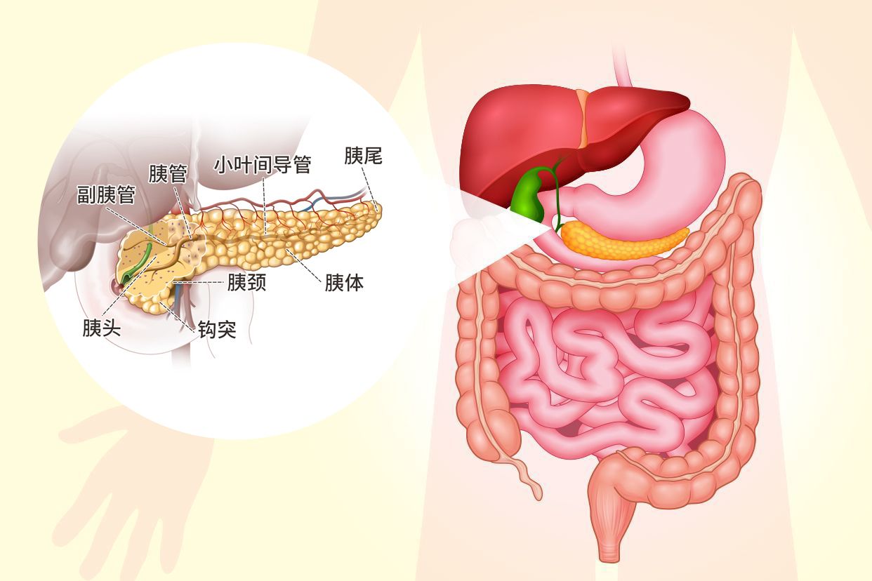 胰的解剖位置及图解（胰解剖图详细图）