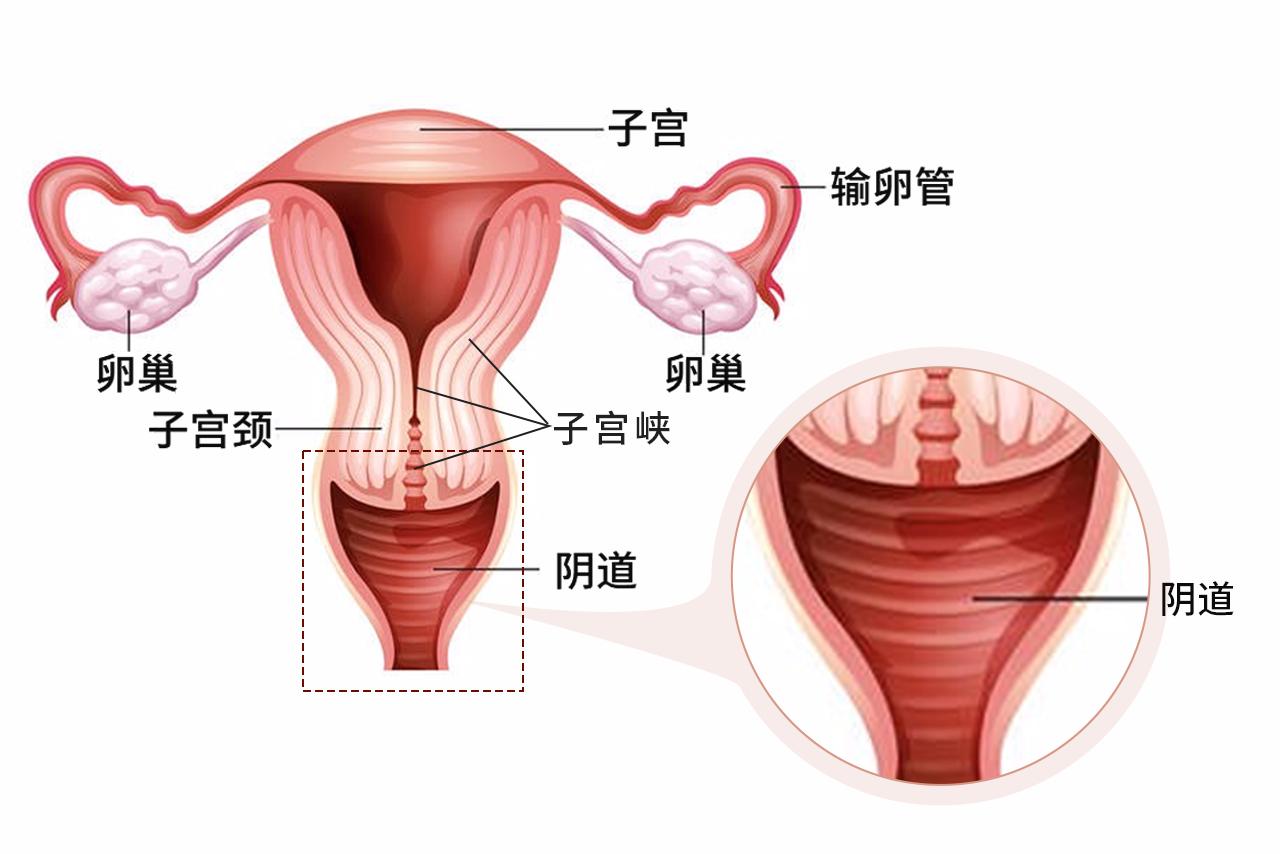 子宫下段图片 子宫下段是子宫哪一部位