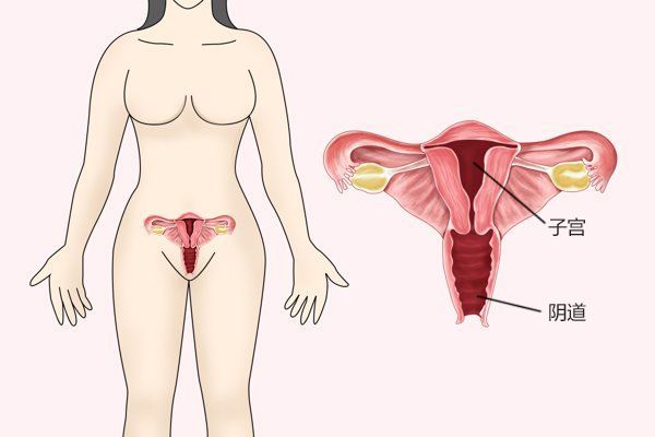 40岁女人阴道子宫图片 40岁女人阴道子宫图片
