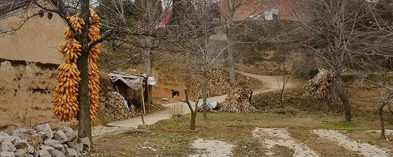 农村有什么致富的门路（农村现有什么发财致富门路）