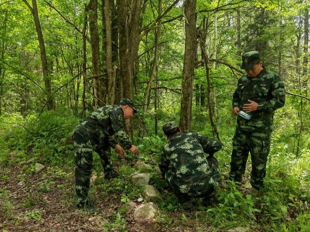 还记得东北虎“完达山一号”吗 东北虎“完达山1号”