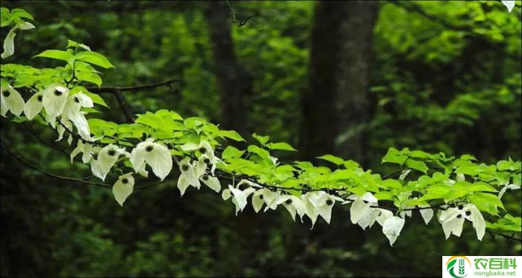 鸽子花树（神秘的花园）（鸽子花树又叫啥子树）