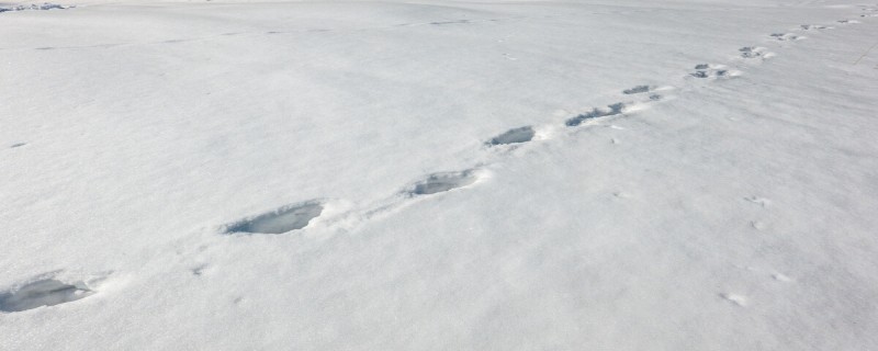 小猪在雪地里的脚印像什么 小猪在雪地里的脚印图片