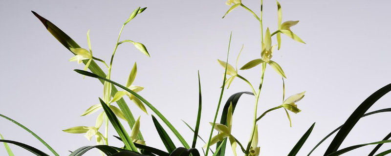 兰花10月份换盆晚不晚 兰花10月份可以换土吗