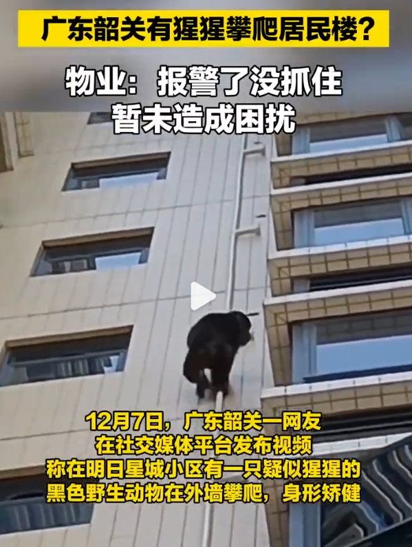 广东韶关，“猩猩”爬墙？
