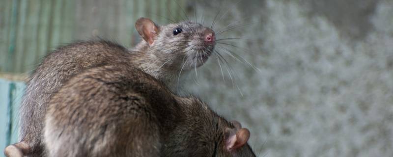 年三十夜拨算盘打一动物（大年三十拨算盘满打满算）