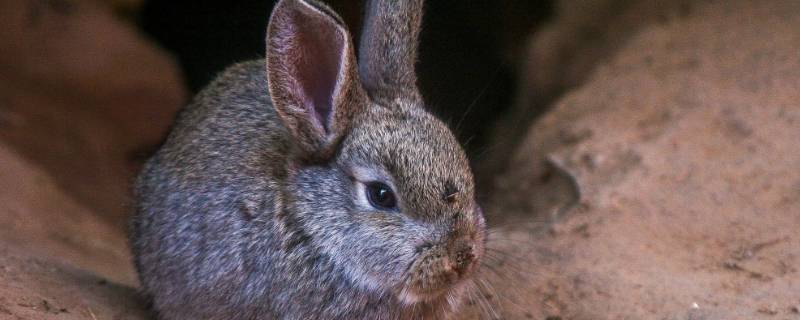 美丽天使是什么生肖 美丽天使属于什么短语