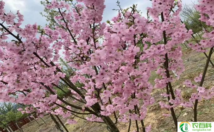 种植红枫怎么养（种植红枫怎么养护和管理）