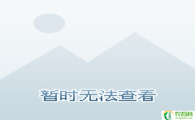 仙客来怎么施肥方法（仙客来在施肥时应注意哪些问题）