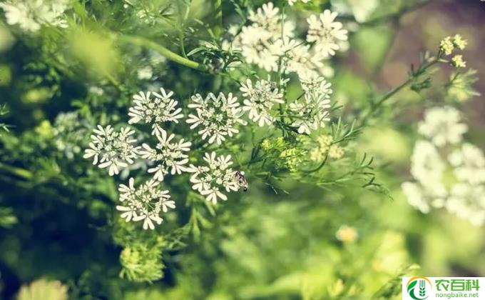 怎么种植欧芹（欧芹种植时间）