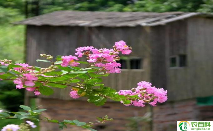 五春花怎么种 五春花花语