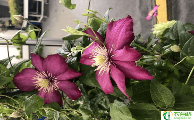 丹仙花怎么养（仙丹花怎么修剪）