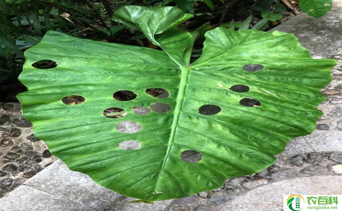 种植物怎么打理（种植物怎么打理干净）