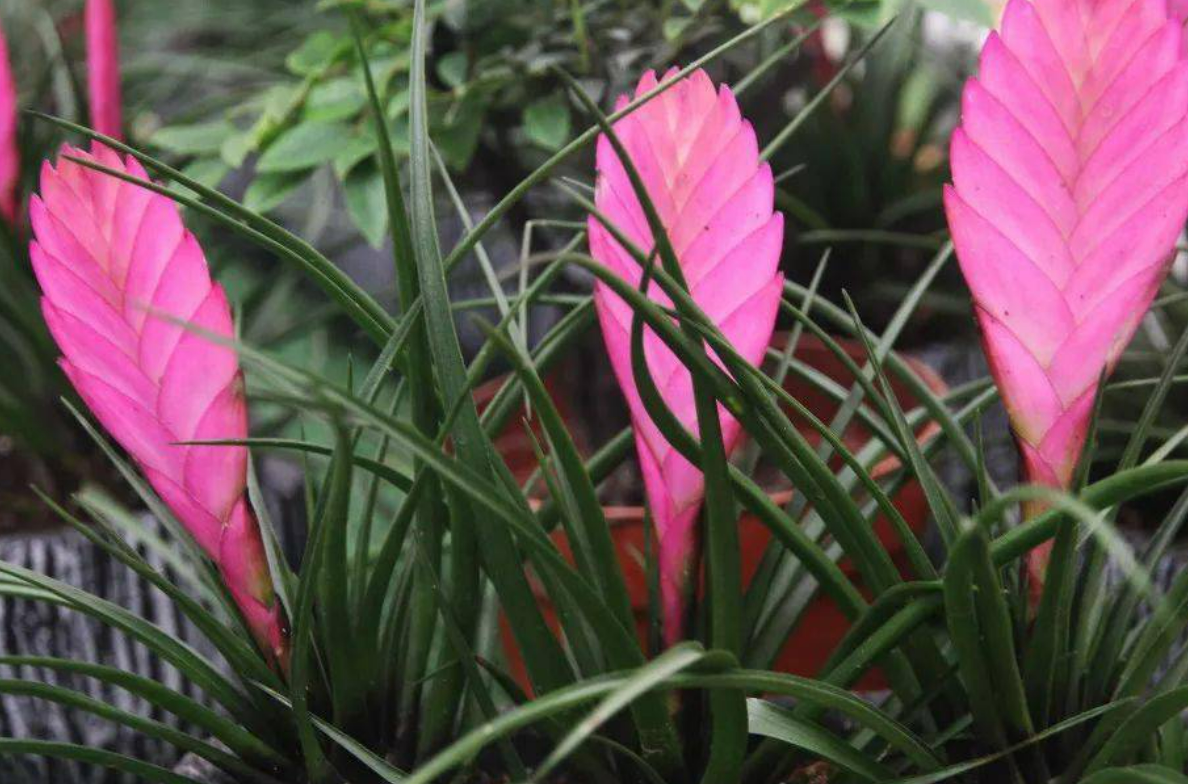 铁兰花怎么形容,铁兰花的神秘风采（铁兰花属于兰草吗）