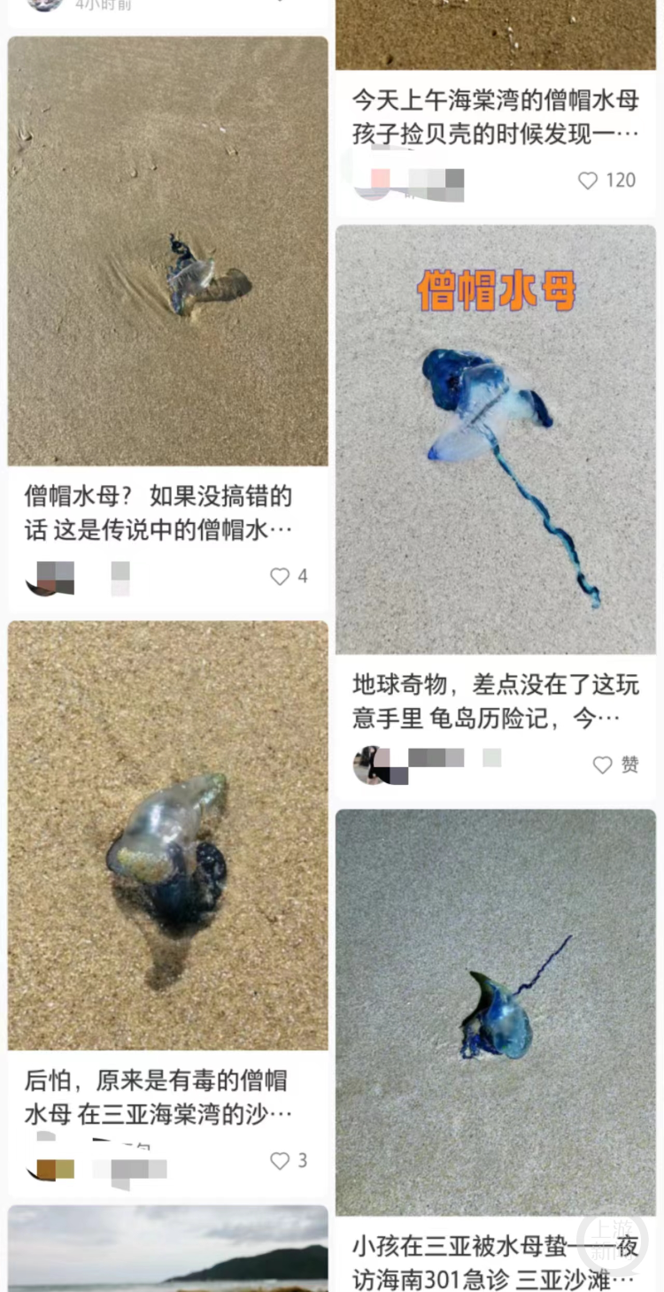 三亚沙滩现多起剧毒僧帽水母伤人事件，回应：无游客中毒，文旅部门已到场处理