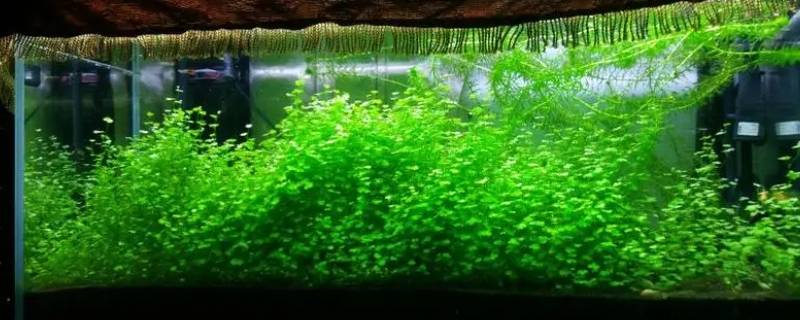 天湖葵水草会追光吗（天湖葵草缸）