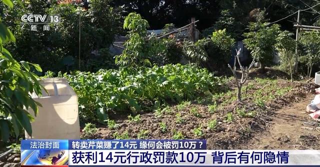 法治在线丨转卖芹菜赚14元被罚10万 大量出售芹菜苗