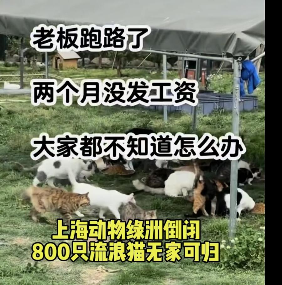 上海动物绿洲倒闭800只流浪猫无家可归？基地：有400多只猫，员工均在岗