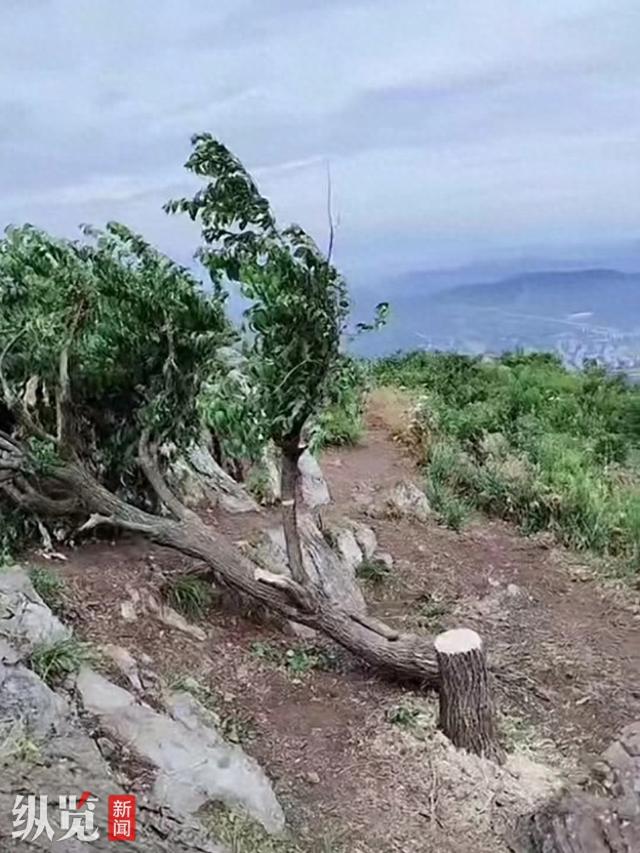 纵览热点｜网友称湖北扁山山顶60余年的“网红树”莫名被砍，乡政府：派出所正在调查